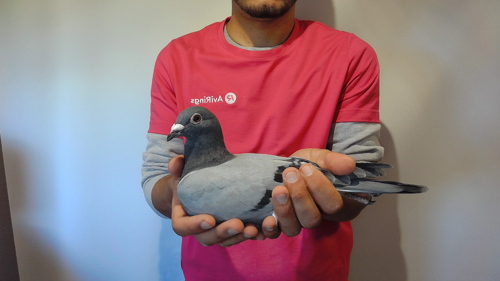 Pigeon image