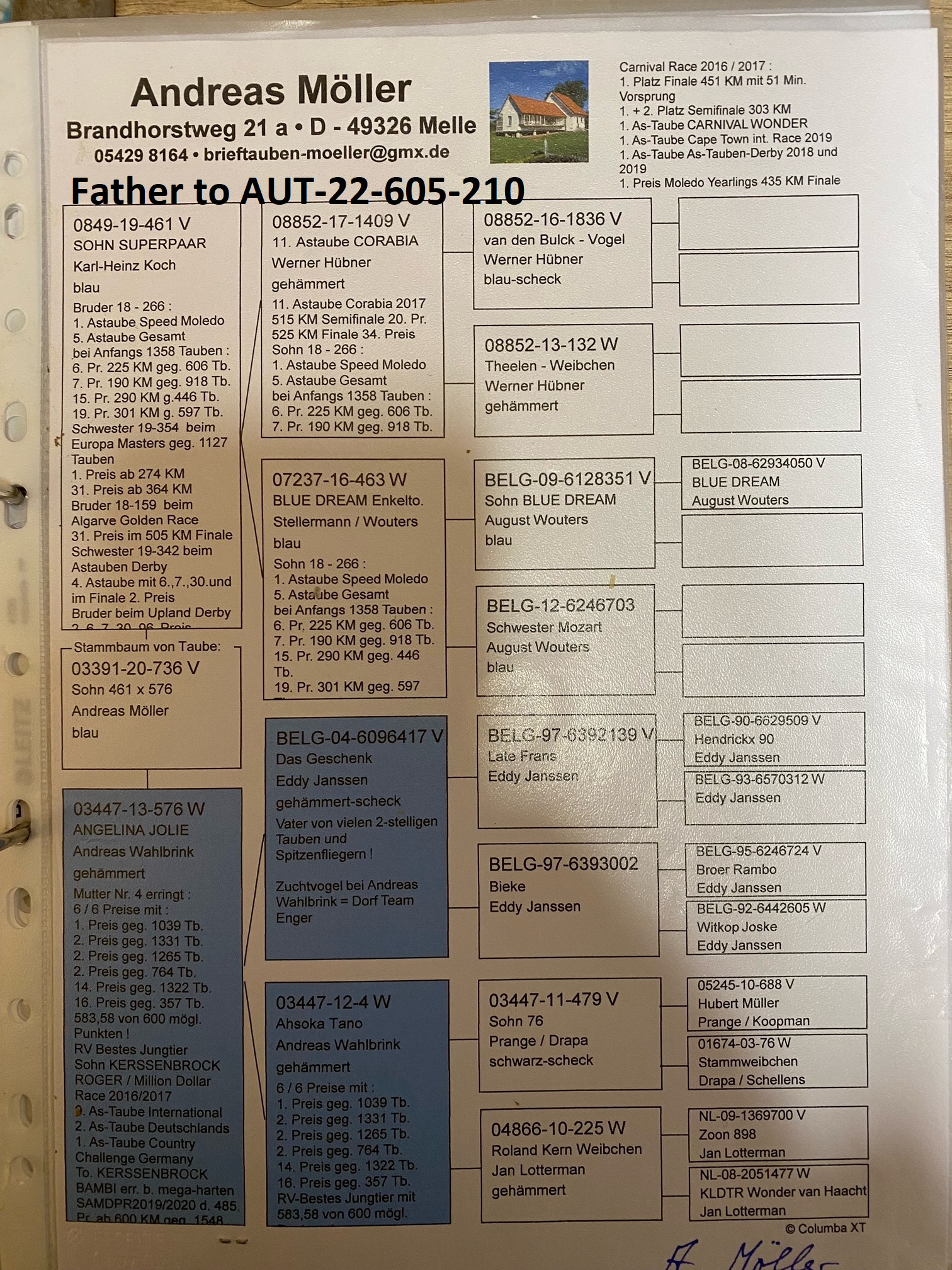Pigeon pedigree image