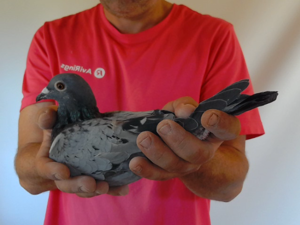 Pigeon image