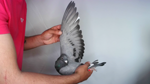 Pigeon image