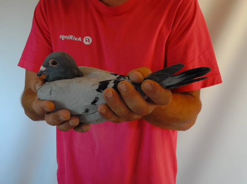 Pigeon image
