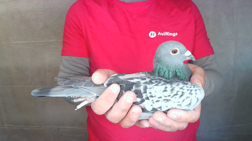 Pigeon image