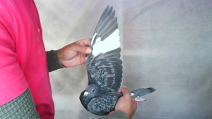 Pigeon image