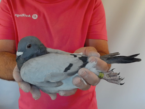 Pigeon image