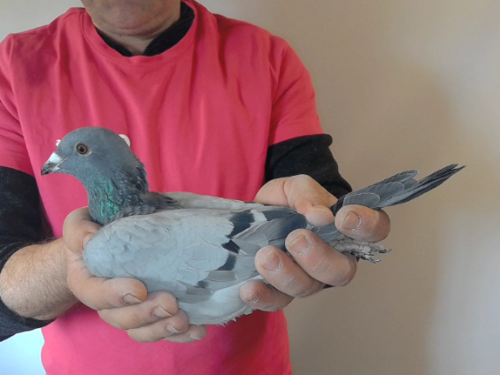 Pigeon image