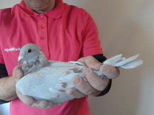 Pigeon image
