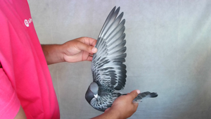 Pigeon image