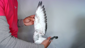 Pigeon image