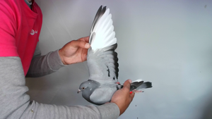 Pigeon image