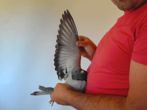 Pigeon image