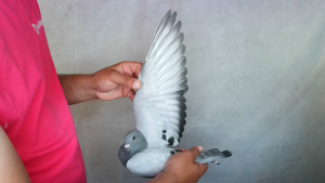 Pigeon image