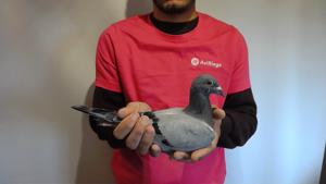 Pigeon image