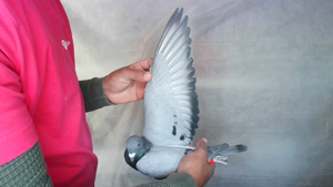 Pigeon image