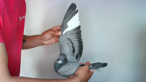 Pigeon image
