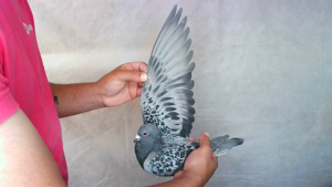 Pigeon image