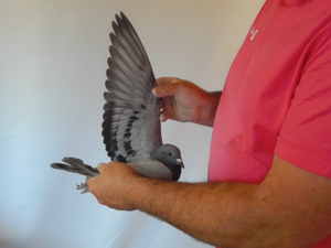 Pigeon image