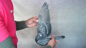 Pigeon image
