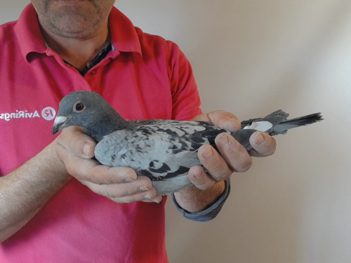Pigeon image