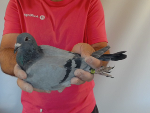 Pigeon image