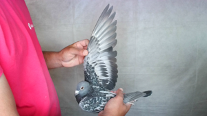 Pigeon image