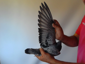 Pigeon image