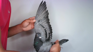 Pigeon image