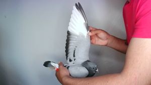 Pigeon image