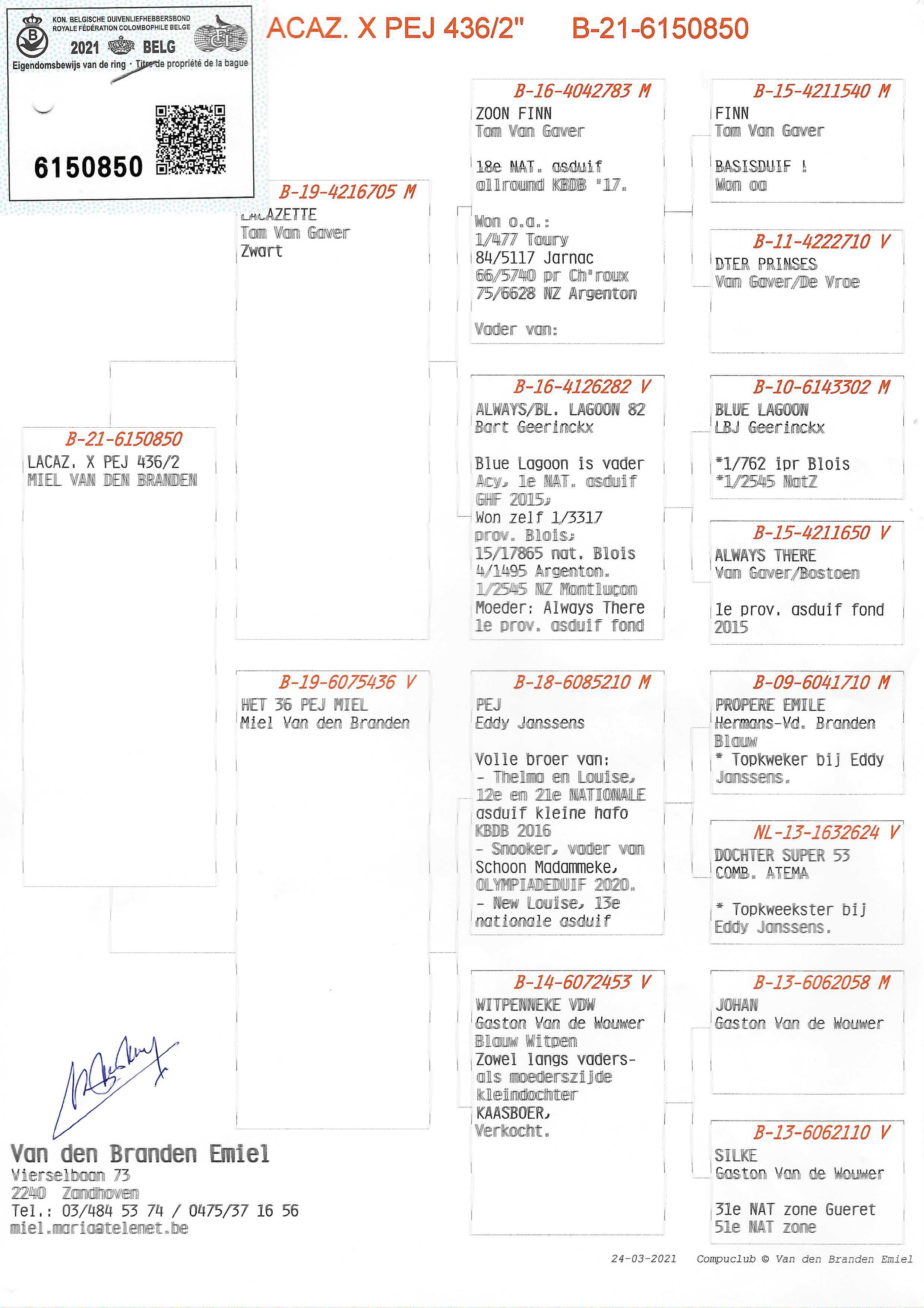 Pigeon pedigree image