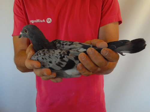 Pigeon image