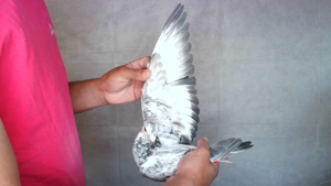 Pigeon image