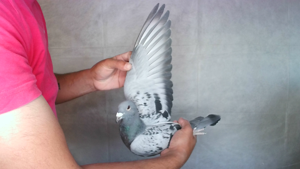 Pigeon image