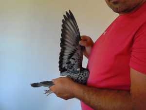 Pigeon image