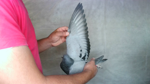 Pigeon image