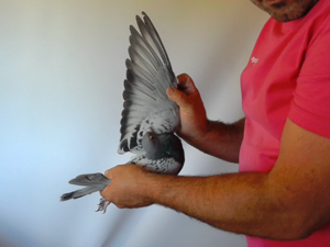 Pigeon image