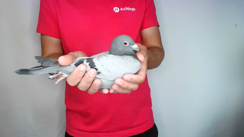 Pigeon image
