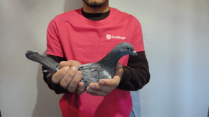 Pigeon image