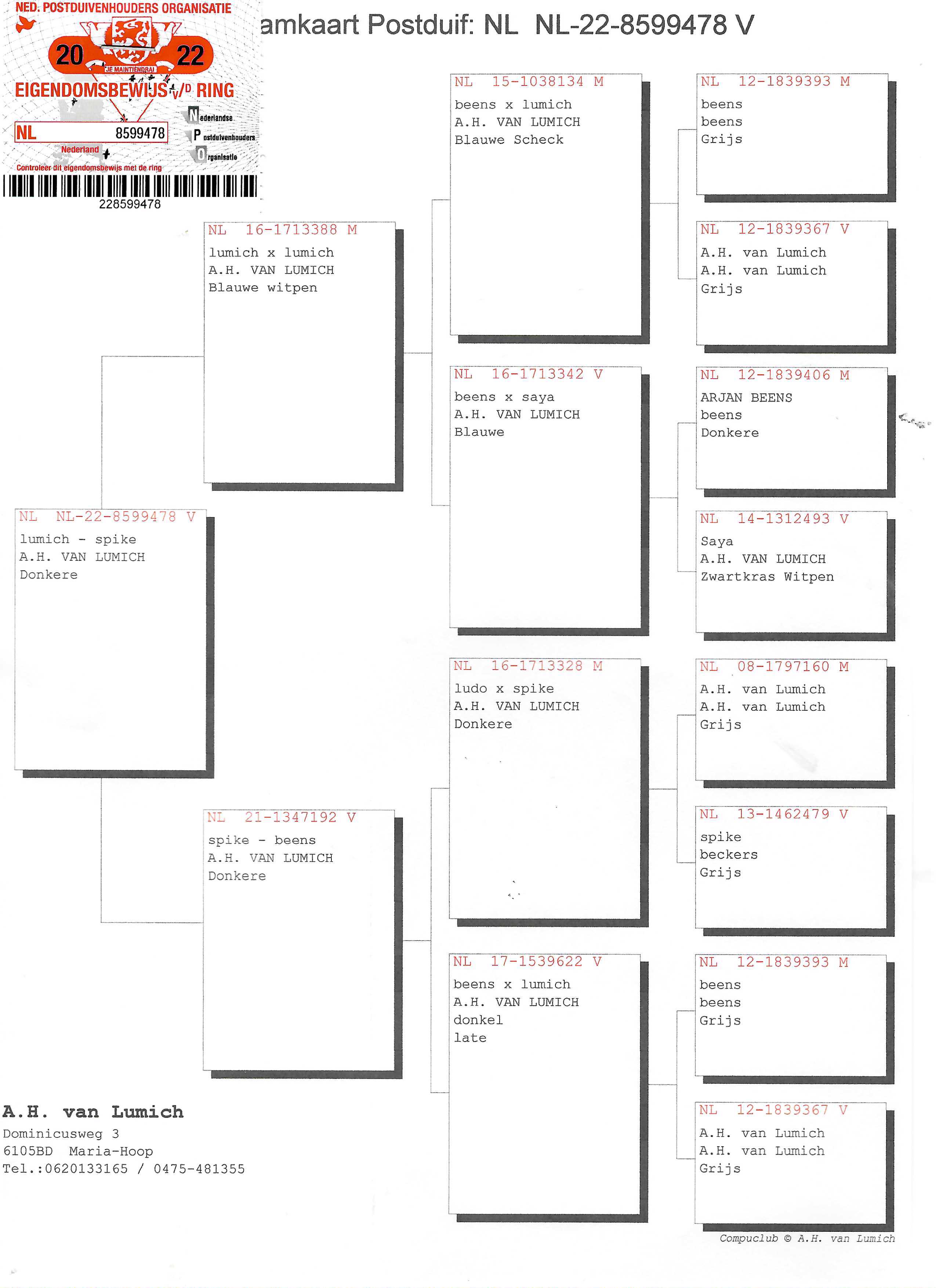 Pigeon pedigree image