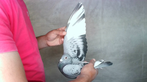 Pigeon image