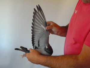 Pigeon image