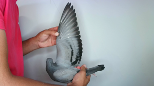 Pigeon image