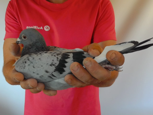 Pigeon image