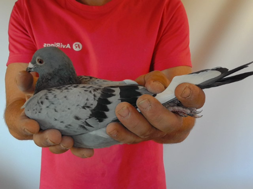 Pigeon image