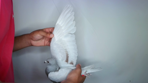 Pigeon image