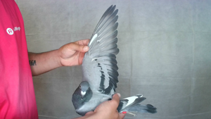 Pigeon image