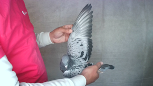 Pigeon image