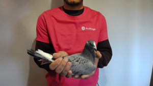 Pigeon image