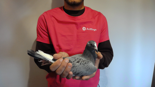 Pigeon image