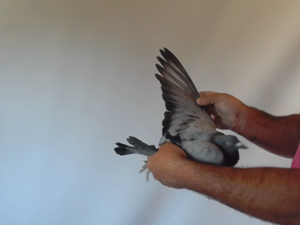 Pigeon image