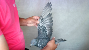 Pigeon image