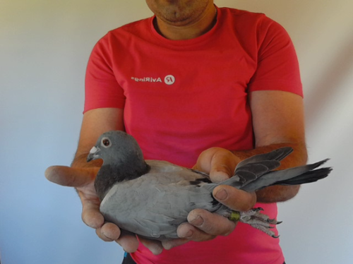 Pigeon image